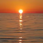 Seaside Bamboo - *